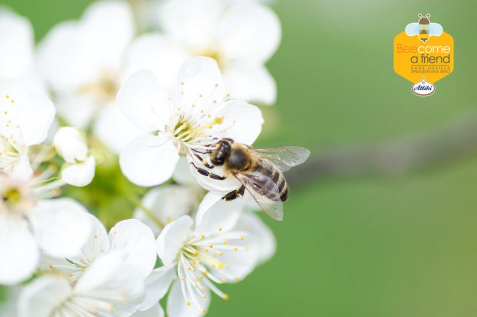 Q&A για τα προϊόντα της μέλισσας - βασιλικός πολτός