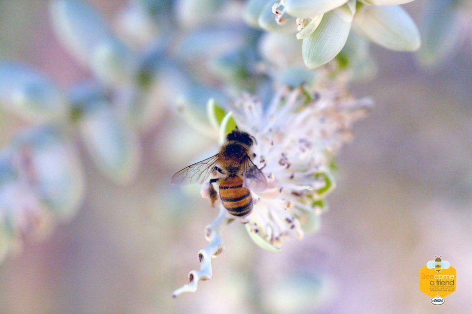 5 πληροφορίες για τις μέλισσες που σίγουρα δεν ήξερες! - μέλι